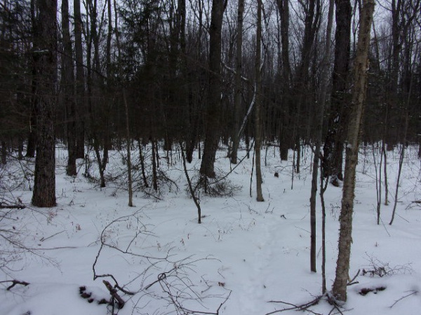 Shiner Lake Road, Wabeno, Wisconsin 54566, ,Waterfront,Lots For Sale,Shiner Lake Road,1132