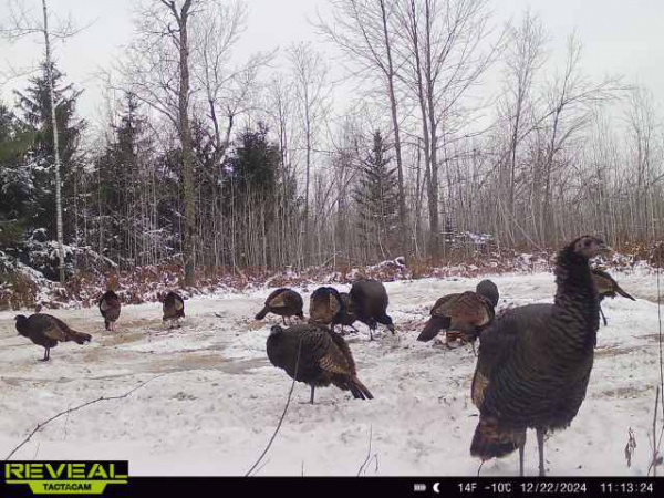 15243 Island Lake Road, Mountain, Wisconsin 54149, ,House,Homes For Sale,Island Lake,1133 15243 Island Lake Road, Mountain, Wisconsin 54149, ,House,Homes For Sale,Island Lake,1133